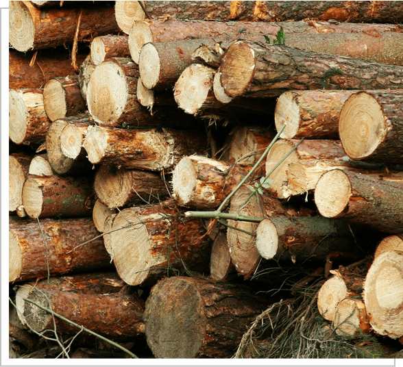 Bunch of Chopped Wood